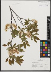 Foto von Salix phylicifolia L.